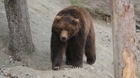 Brown bear eating trash is killed in Sitka