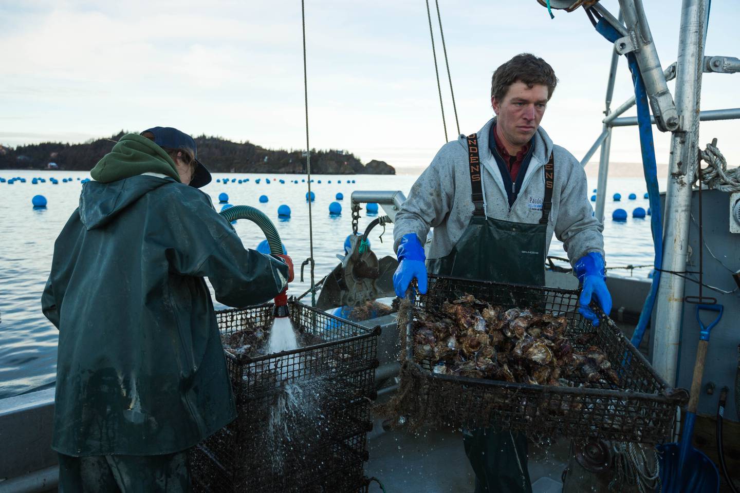 mariculture, Kachemak Bay, oyster, oysters, mussels, shellfish