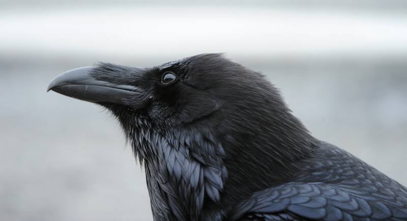 A bird for all seasons: the case for the raven as an Alaska symbol ...
