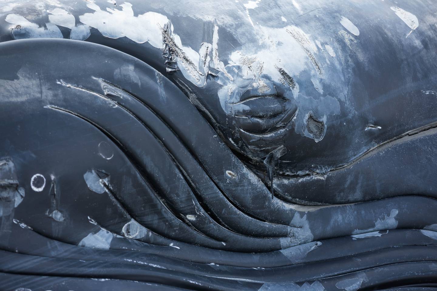 dead whale, humpback whale, turnagain arm, whale