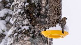 Should feeding birds be part of your winter home and yard routine?