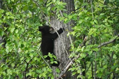 Video shows people in N.C. pulling bear cubs out of tree to take selfies