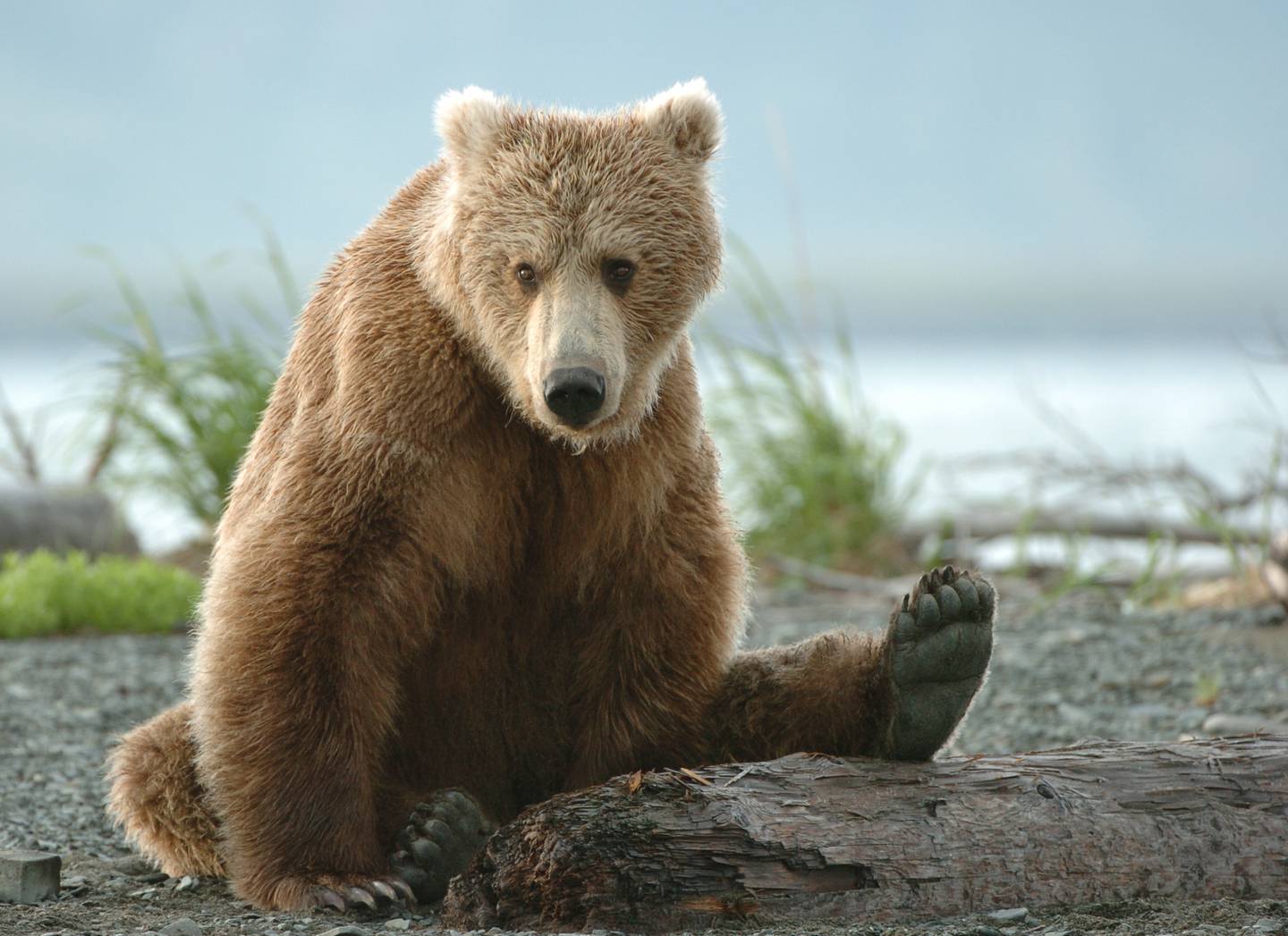 McNeil River State Game Sanctuary, Brown Bears