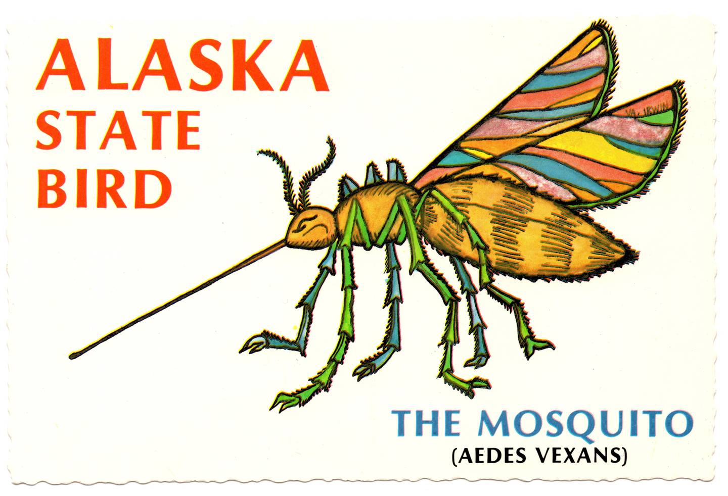 mosquito postcard