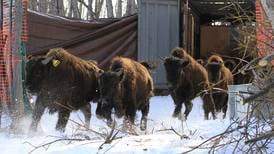 Gratitude: Wood bison reintroduction took a herd of Alaskans