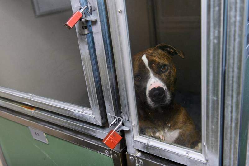 As people surrender pets they can’t always afford, Alaska’s shelters struggle to house them
