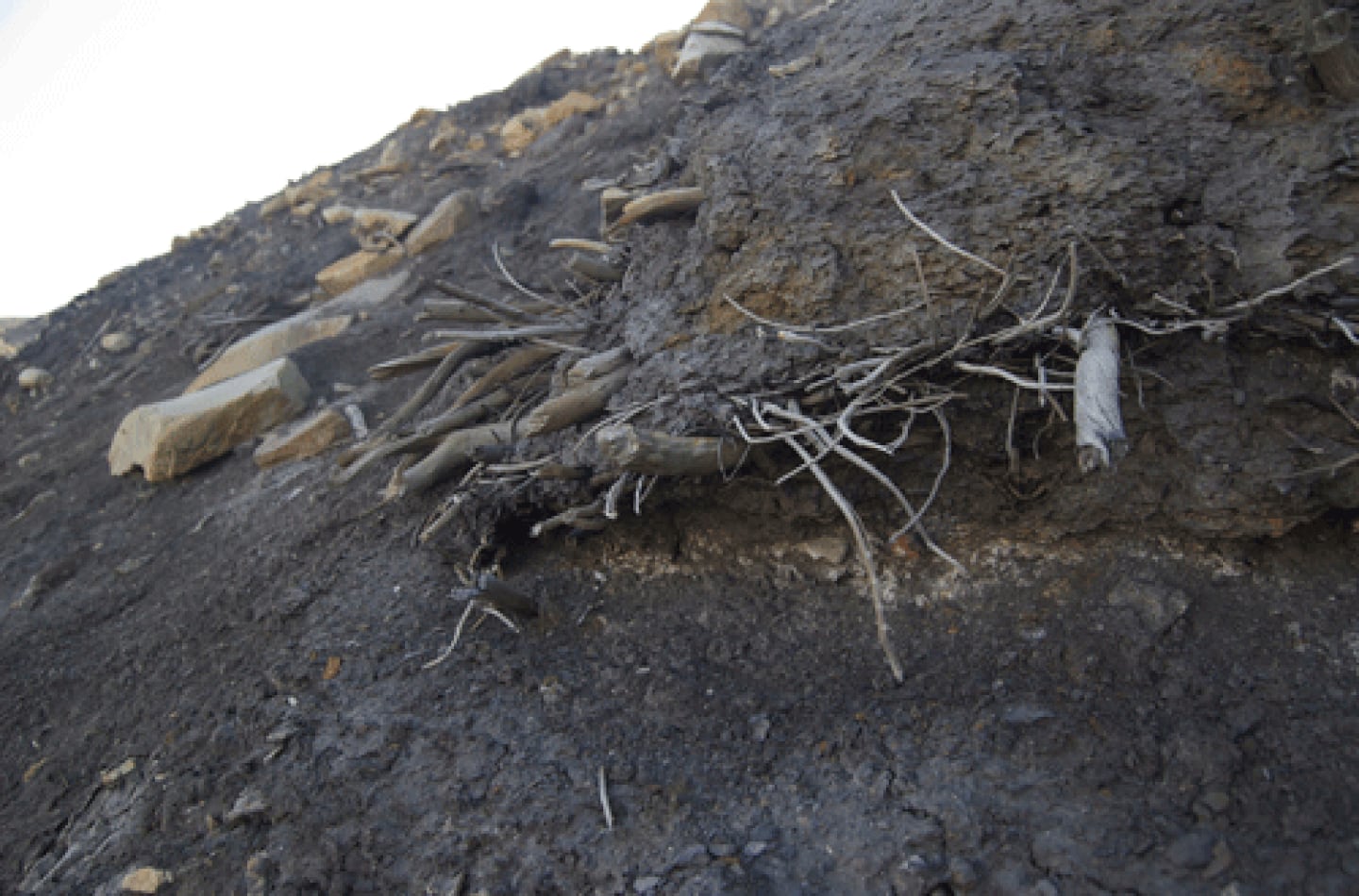 An outcropping of mummified tree