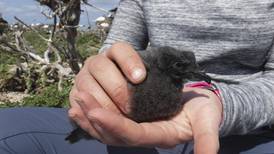 Scientists are moving Hawaiian seabird chicks to new island as sea level rises