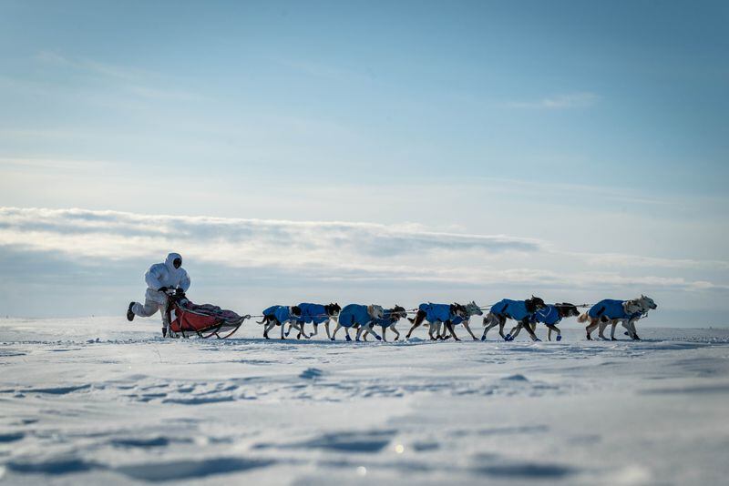 Jessie Holmes kicks to the finish line in Kotzebue ahead of his second consecutive win and third overall in the Kobuk 440 sled dog race on Sunday, April 7, 2024. (Whitney McLaren / Mushingphotos.com)