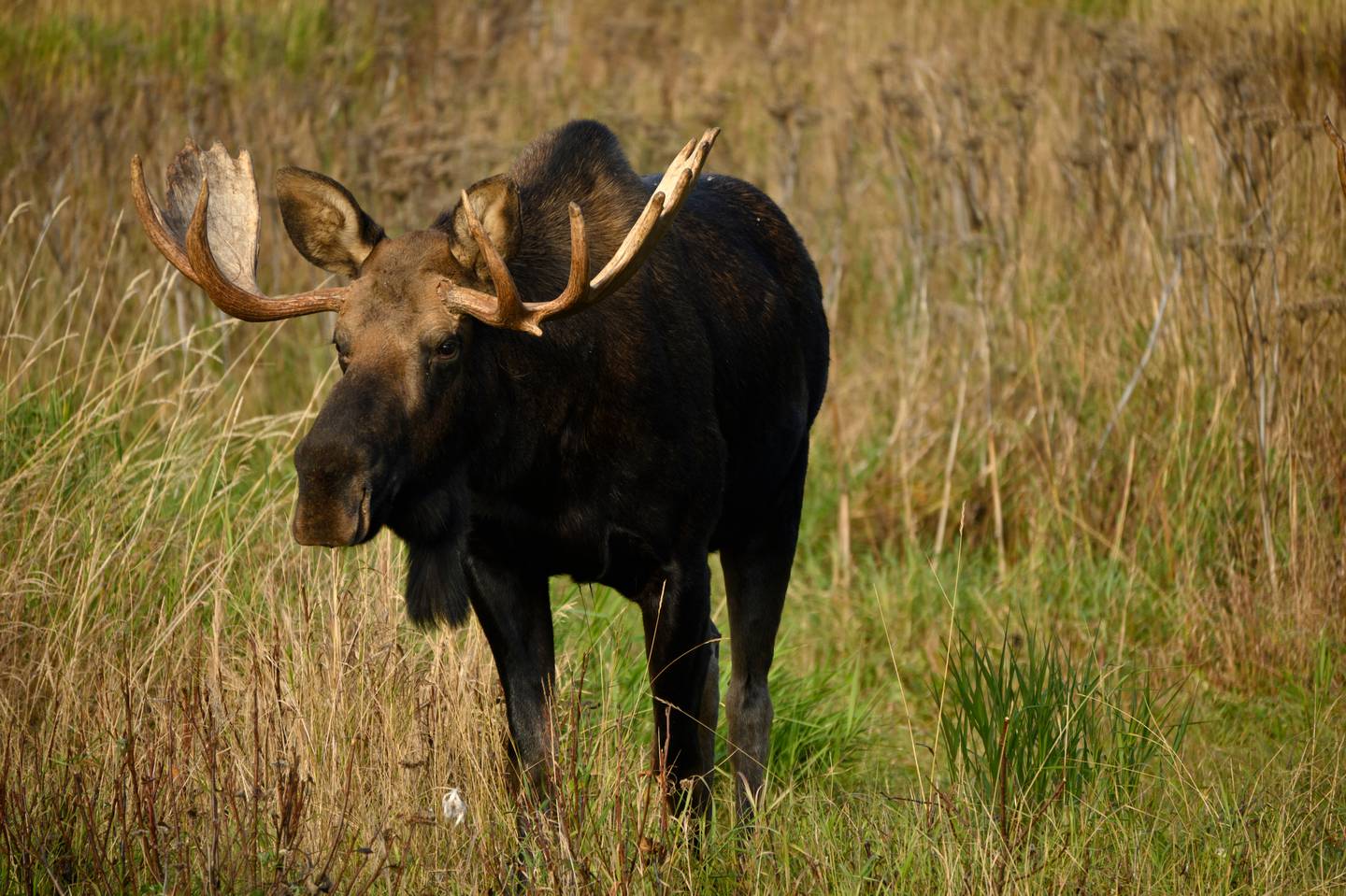 bull moose, fall, wildlife, rut