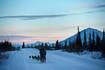 Sled dog team struck by snowmachine in Interior Alaska was from Dallas Seavey’s kennel
