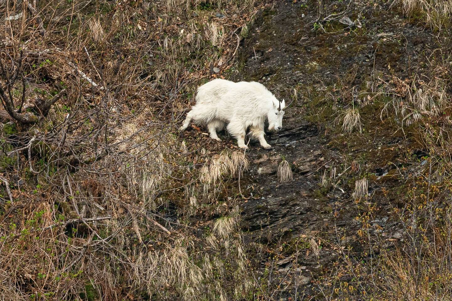 Kenai Fjords National Park, Resurrection Bay, mountain goat