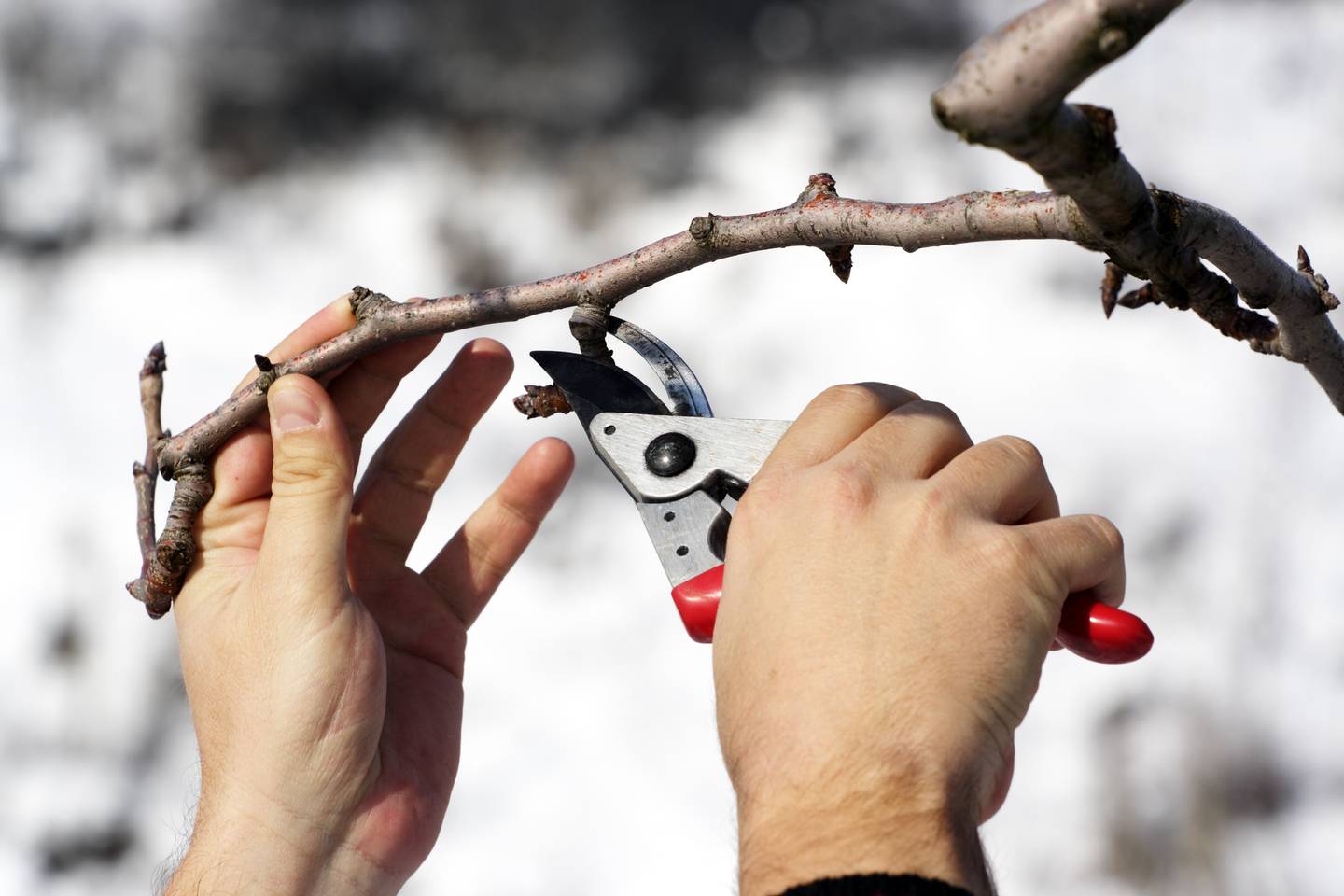 Person pruning a tree with red clippers
