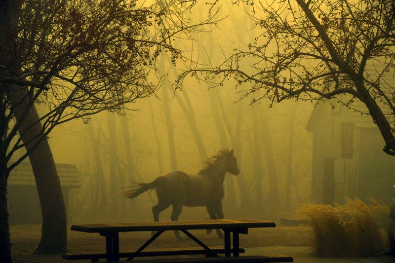 A horse runs through Grasso Park as smoke from nearby fires obscures visibility, Thursday, Dec. 30, 2021, in Superior, Colo. An estimated 580 homes, a hotel and a shopping center have burned and tens of thousands of people were evacuated in wind-fueled wildfires outside Denver, officials said Thursday evening. (Helen H. Richardson/The Denver Post via AP)