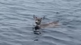 2 deer swimming miles from shore in Southeast Alaska catch a ride from state troopers