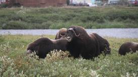 Relations between musk oxen and Nome residents get testy