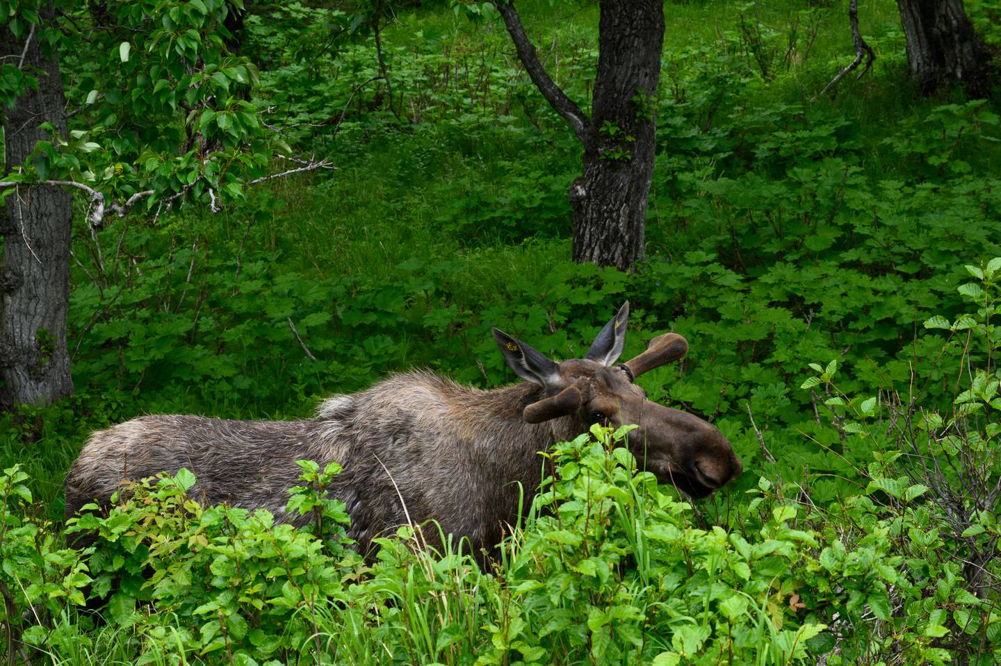 moose, kincaid park, wildlife
