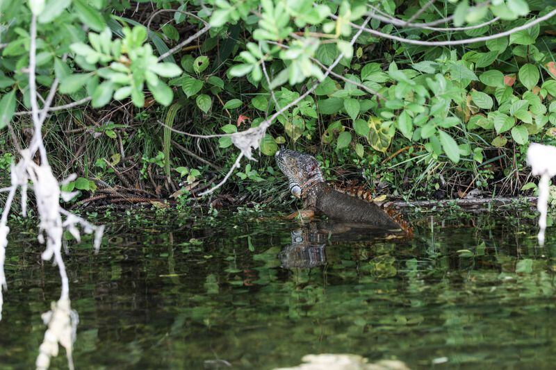 An iguana scrambles to shore. (Cindy Karp for The Washington Post)