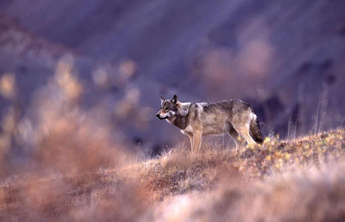 A wolf stands on a ridge in Denali National Park during the park's annual road lottery.