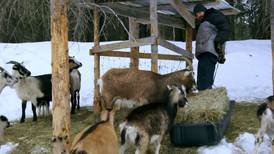 ‘Edge of Alaska’ is back, with farmsteading and snowmachine rescues in McCarthy