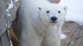 A polar bear story presents much more than the story of one bear