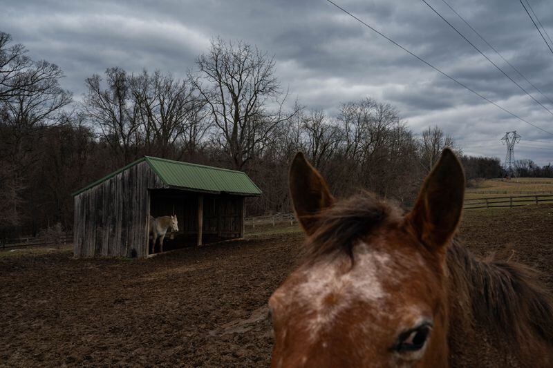 Horses pasture under transmission lines in Charles Town. (Salwan Georges/The Washington Post)