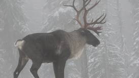Caribou have quietly gone extinct in the Lower 48