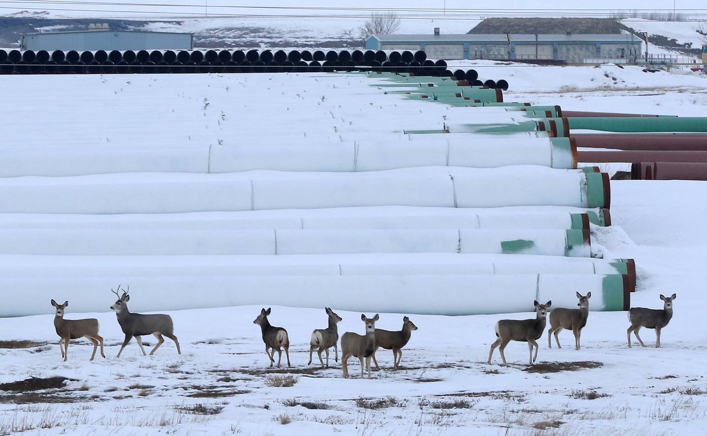 FILE PHOTO: Deer gather at a depot used to store pipes for Transcanada Corp’s planned Keystone XL oil pipeline in Gascoyne
