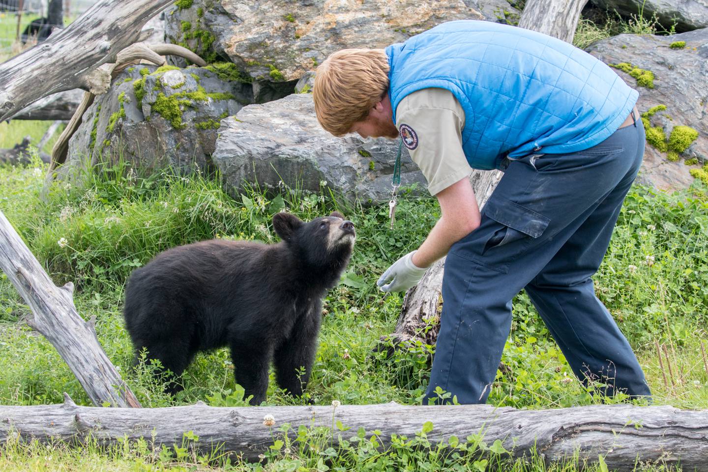 Kobuk, black bear, cub, Alaska Wildlife Conservation Center, AWCC