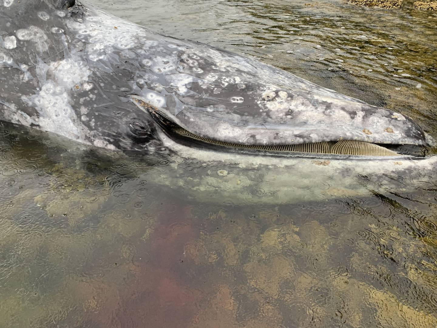 Dead Gray Whale Wrangell