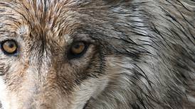 Does Alaska want more wolves? Well, do the math.