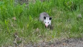 Wildlife officials seek help as additional invasive opossums are discovered in Homer