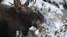 Mount Rainier National Park records first-ever moose sighting