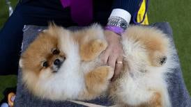 This reporter tried to pet all 200 breeds at the Westminster dog show