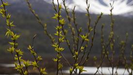 Poem: Springtime in Alaska