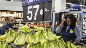 Disease threatens the commercial banana