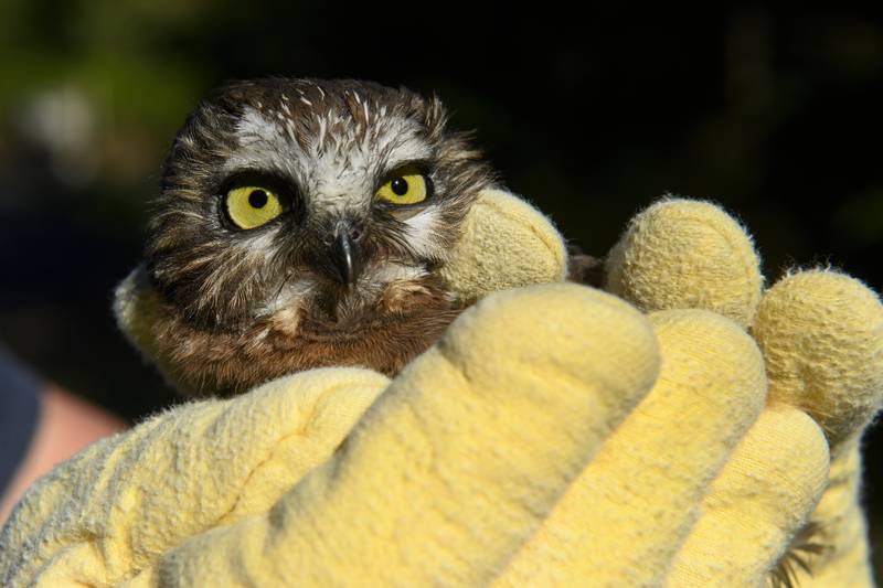 An orphaned owl returns to the Anchorage wilds