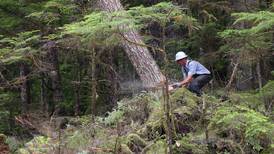 In Alaska's Tongass, a battle to keep trees, or an industry, standing