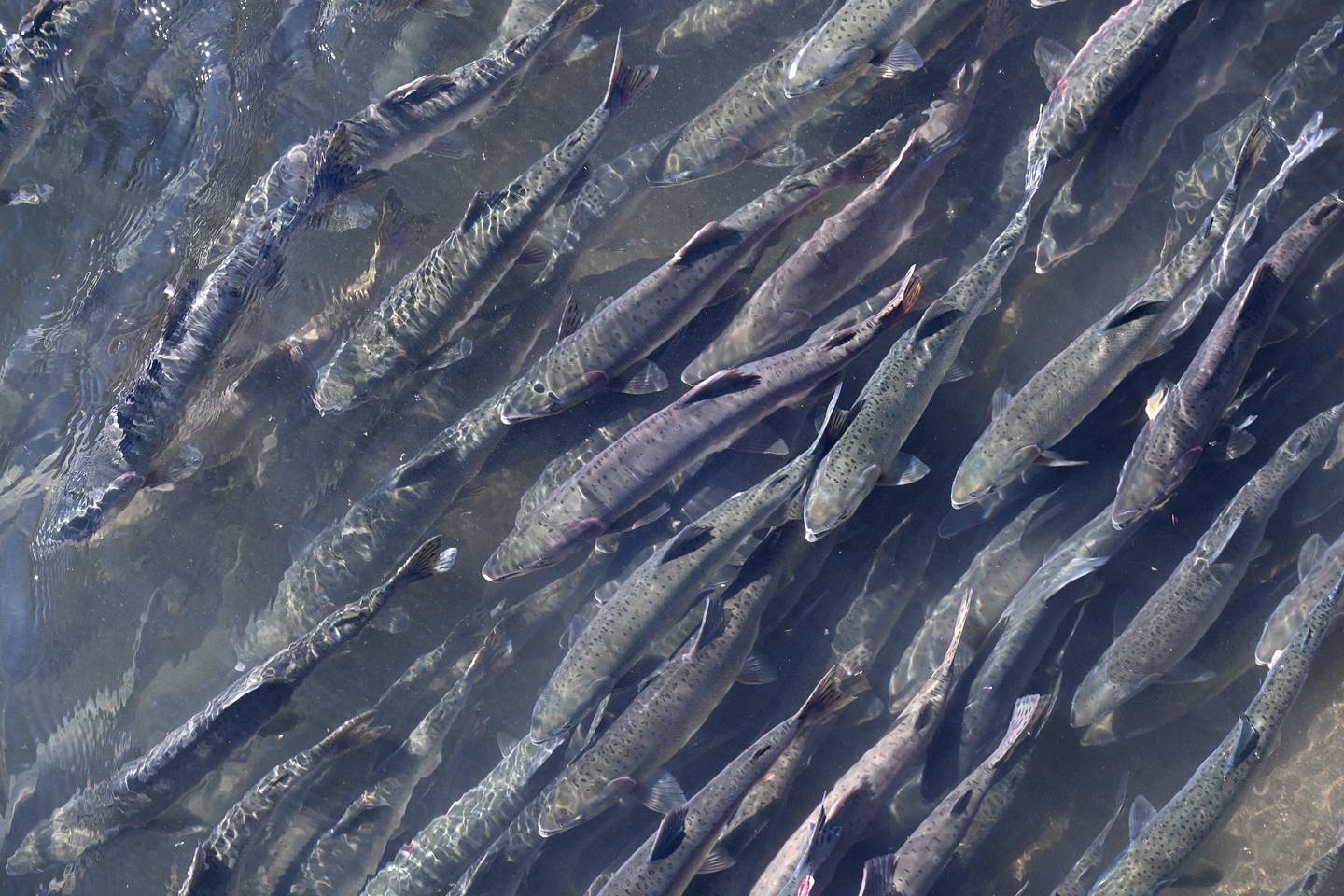 Salmon return to Ship Creek