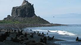On Bogoslof Island, a newly formed fur seal population draws researchers