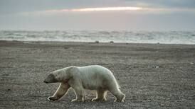 Environmental group threatens lawsuit to halt drilling in Alaska petroleum reserve, citing risks to polar bears