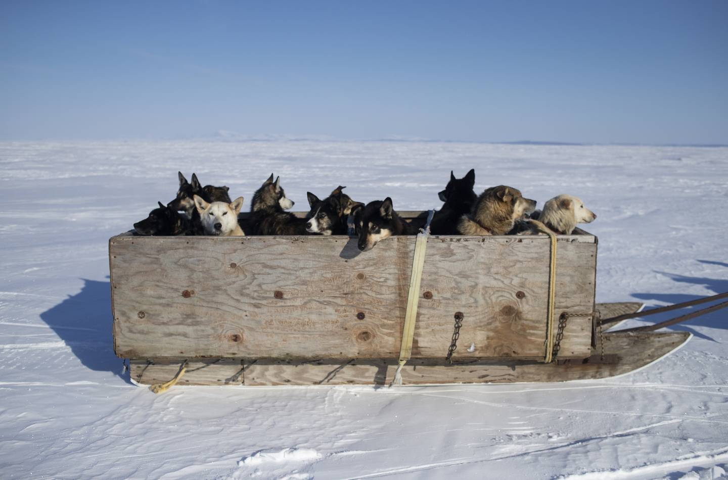 Kobuk 440, dog sled race, mushing, arctic, spring, cold