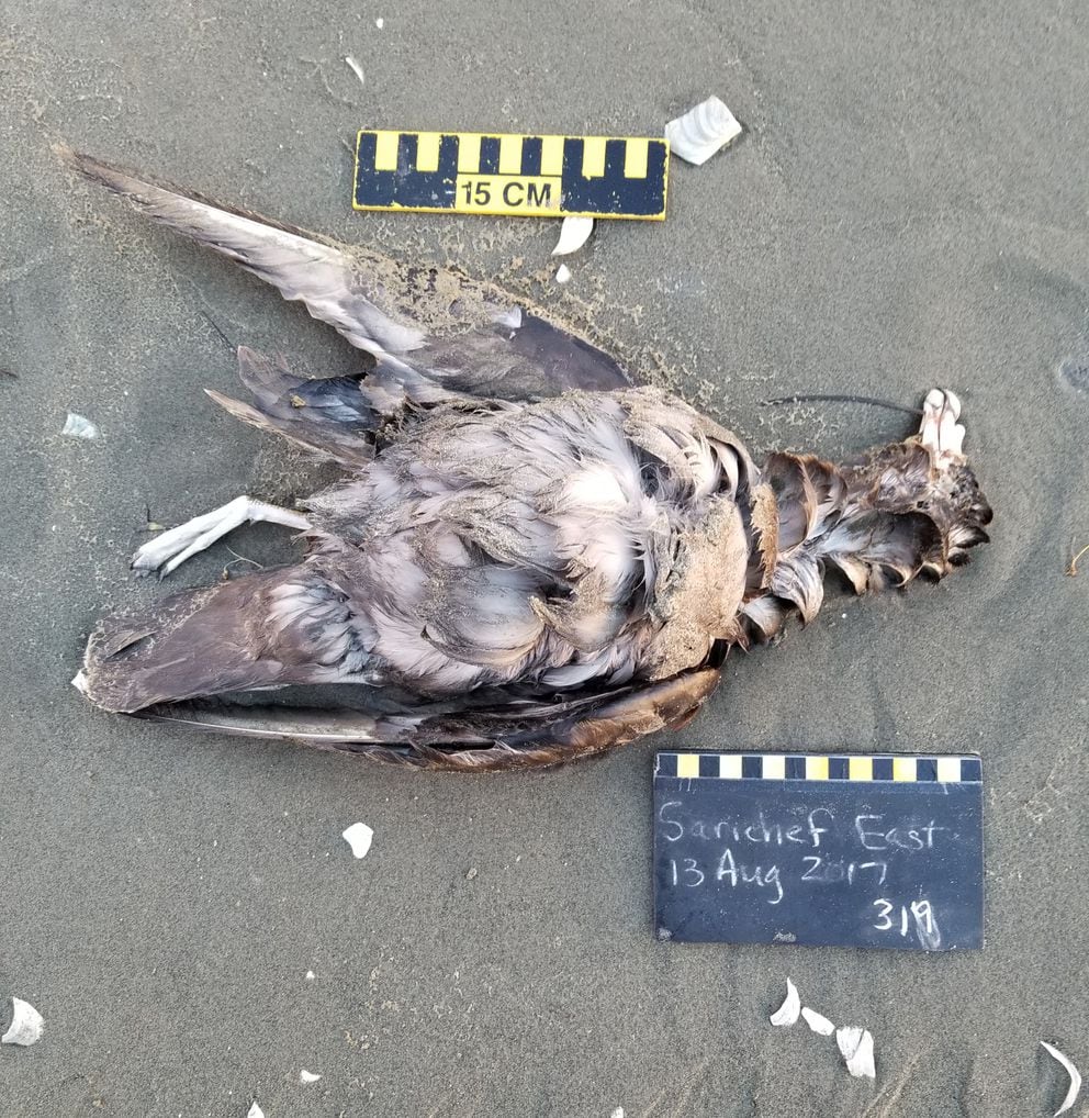 A dead northern fulmar was found near Shishmaref on Aug. 13. Hundreds of dead birds have been found on the Western and Northwestern coasts of Alaska and in Bering Sea islands this year. (Ken Stenek / Coastal Observation and Seabird Survey Team)