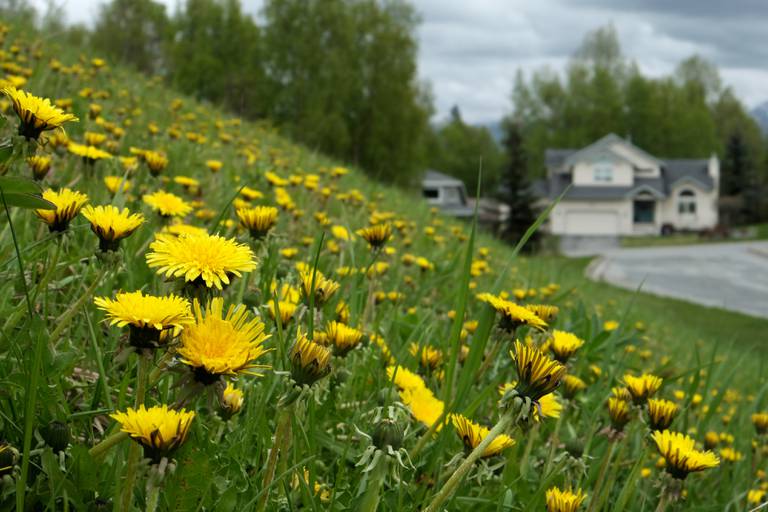 Colorful, nutritious, healthy. So why do we hate dandelions ...