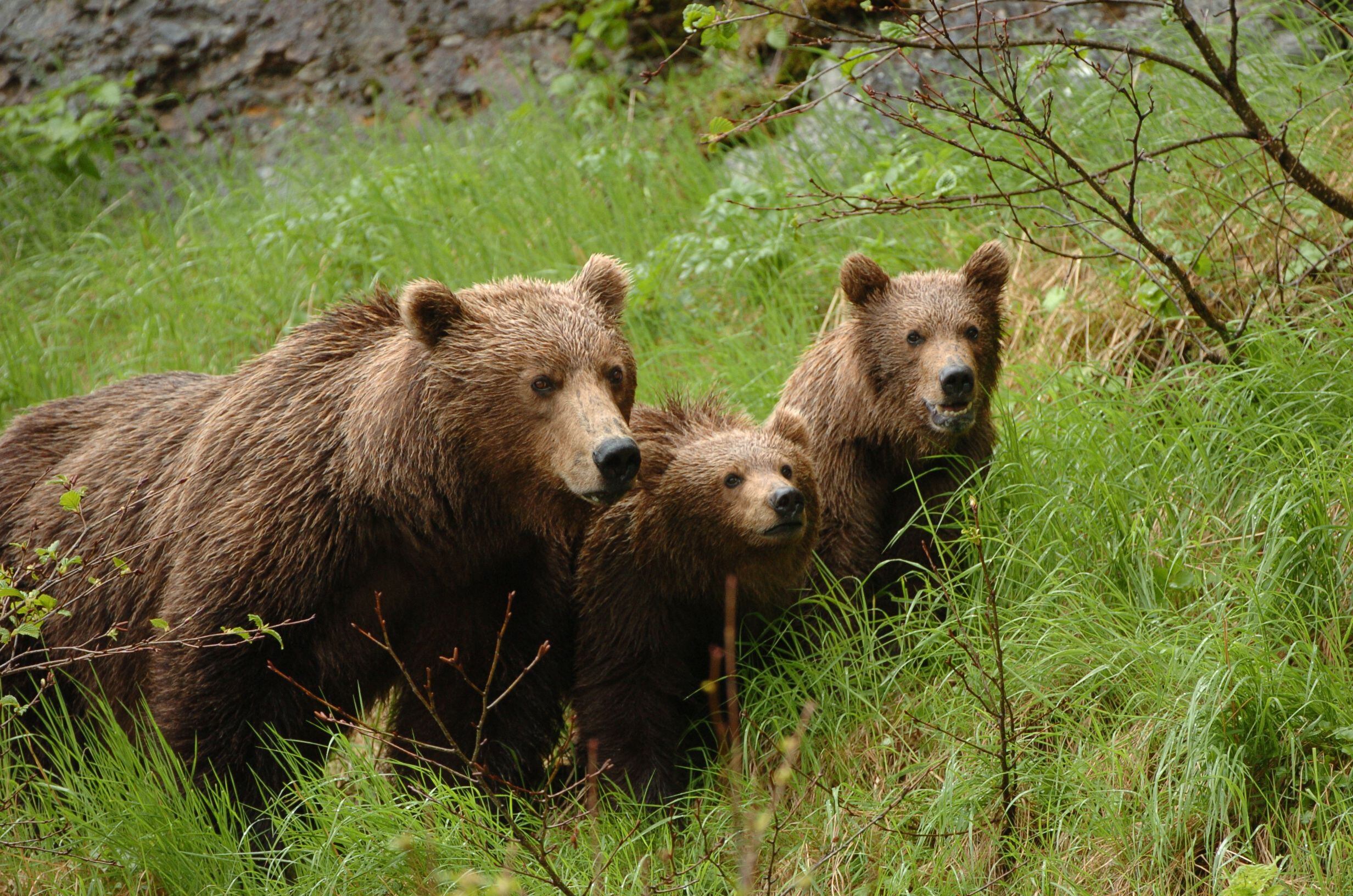 Фотографии 3 медведей. Бурый медведь Южного Урала. Бурый медведь на Урале. Бурый медведь в Подмосковье. Бурый медведь с медвежатами.