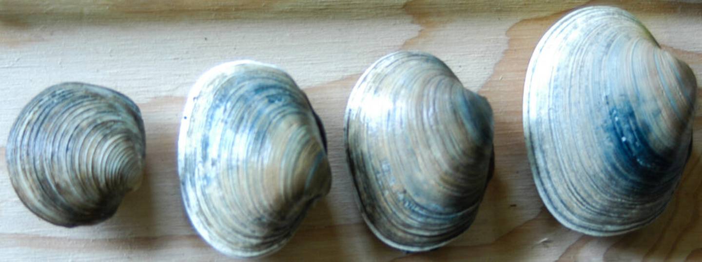 Alaska Beacon clams Gulf of Alaska