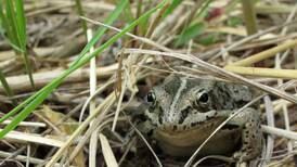 The report of an Alaska frog’s death was greatly exaggerated