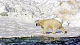 Study: Less Chukchi Sea ice means more polar bears on land -- and possibly more bear-human encounters