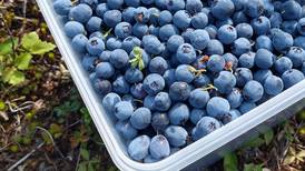 Alaska’s wild blueberries are good for you. Right?