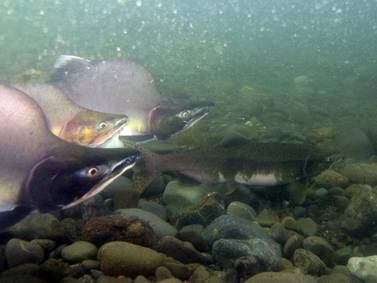 The federal government is assuming management of salmon fishing in parts of Alaska’s Cook Inlet